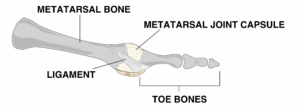 Graphic showing the toe joint