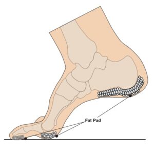 Graphic showing the fat pad under the foot