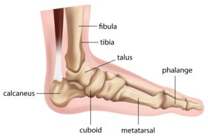 Graphic showing the bones of the foot